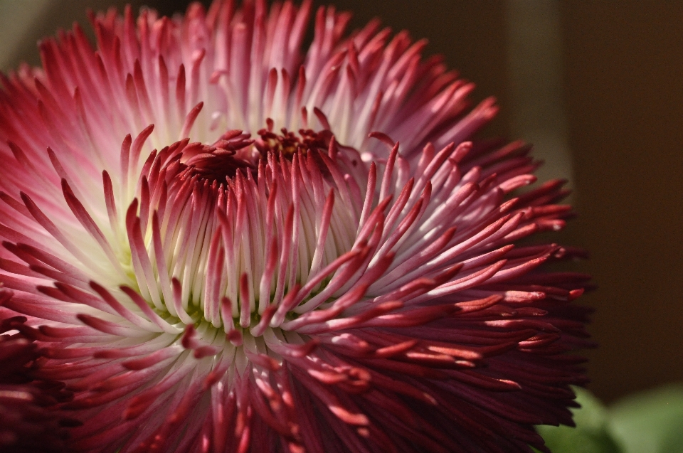 Nature blossom abstract plant