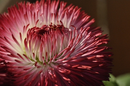 Nature blossom abstract plant Photo