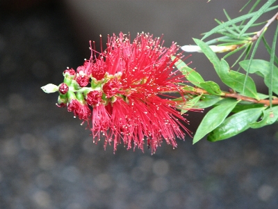 Blossom plant fruit leaf Photo