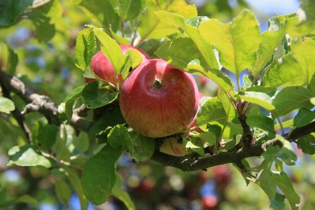 Apple baum zweig blüte Foto