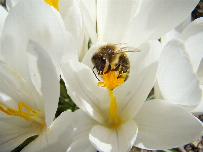 Blossom plant white flower Photo