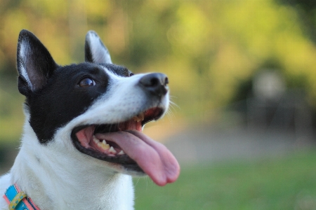 Foto Cane canino
 mammifero vertebrato
