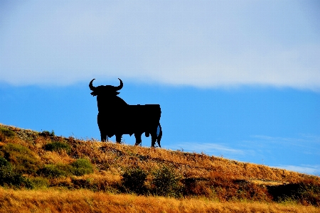 Berg prärie
 sommer weide
 Foto