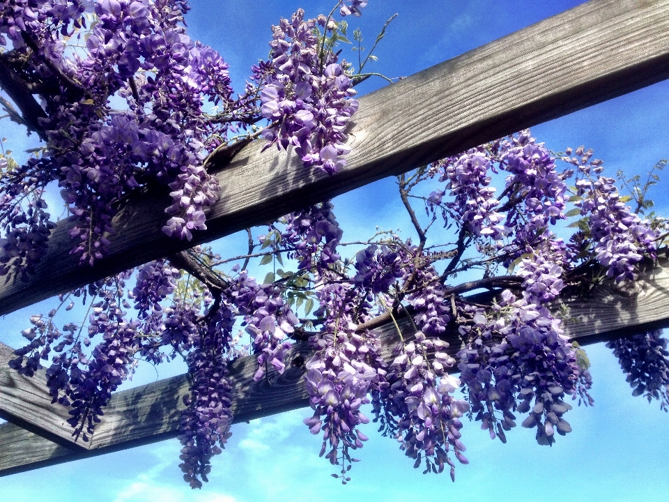 木 自然 ブランチ 花