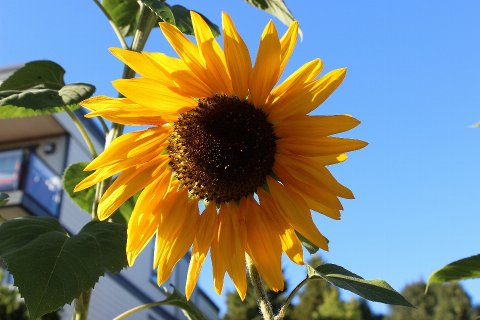 Natura all'aperto fiore crescita