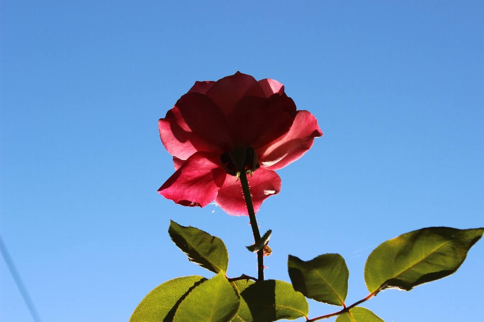 Natura fiore leggero pianta