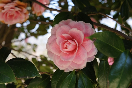 Blossom plant flower petal Photo