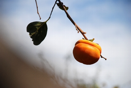 Foto árbol naturaleza rama planta