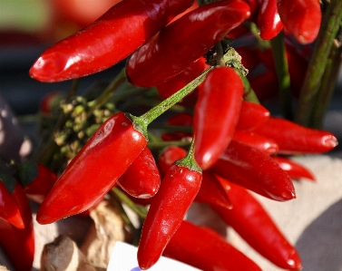 Plant flower food red Photo