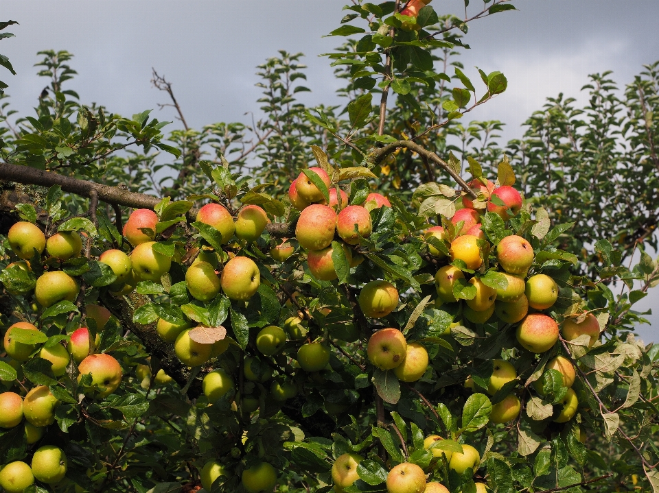 Apple plantar fruta pomar