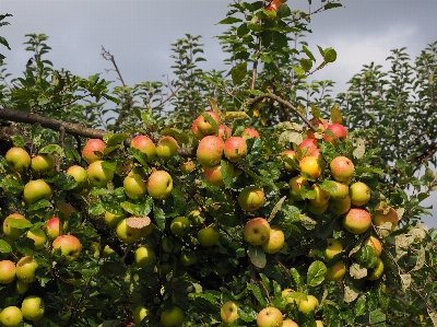 Apple plant fruit orchard Photo