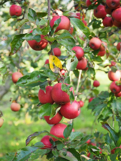 Apple 植物 水果 花