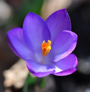 Foto Florescer plantar flor roxo