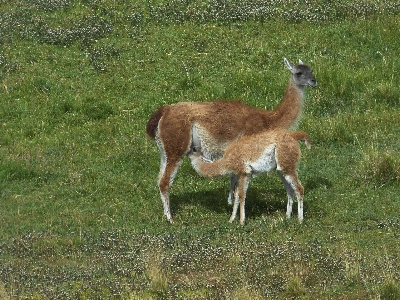 Landscape nature prairie animal Photo