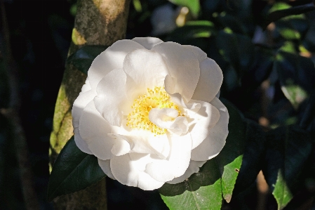 木 自然 花 冬 写真