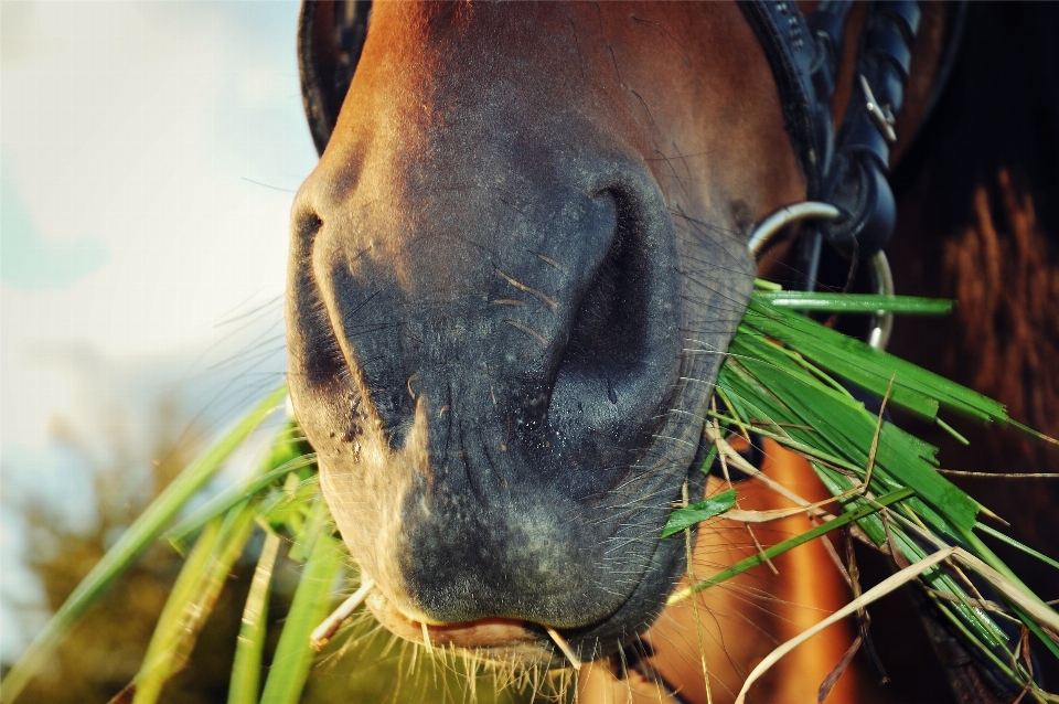 Erba animale animali selvatici cavallo