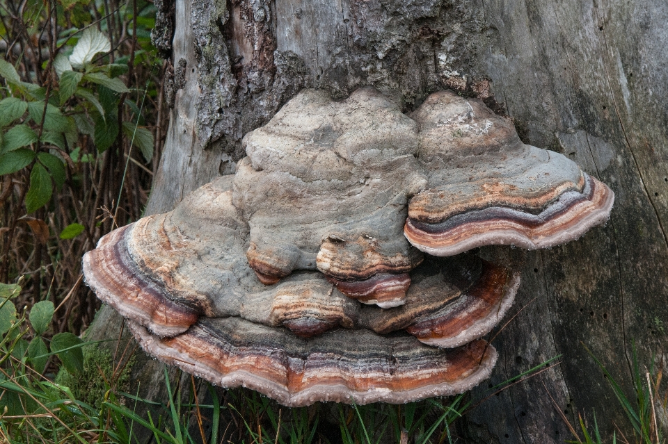 Tree nature wood trunk