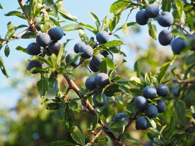 Tree branch plant fruit Photo