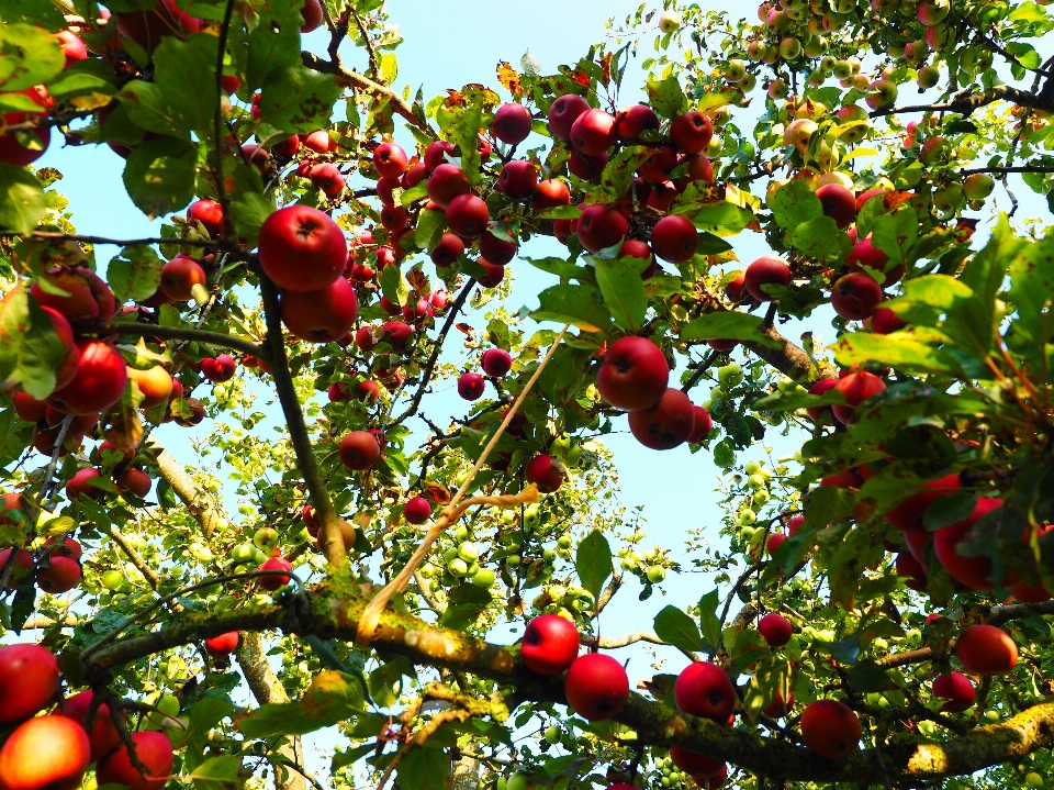 Apple ブランチ 植物 フルーツ