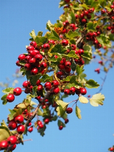 Tree branch blossom plant Photo