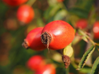 Tree nature branch plant Photo