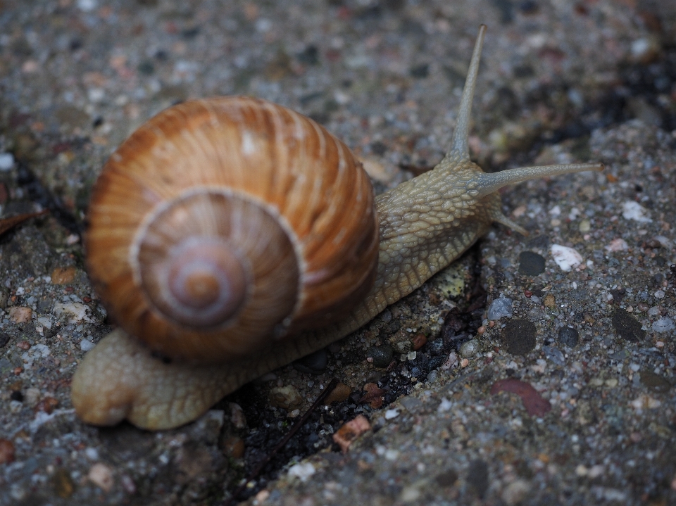 野生動物 爬虫類 fauna シェル