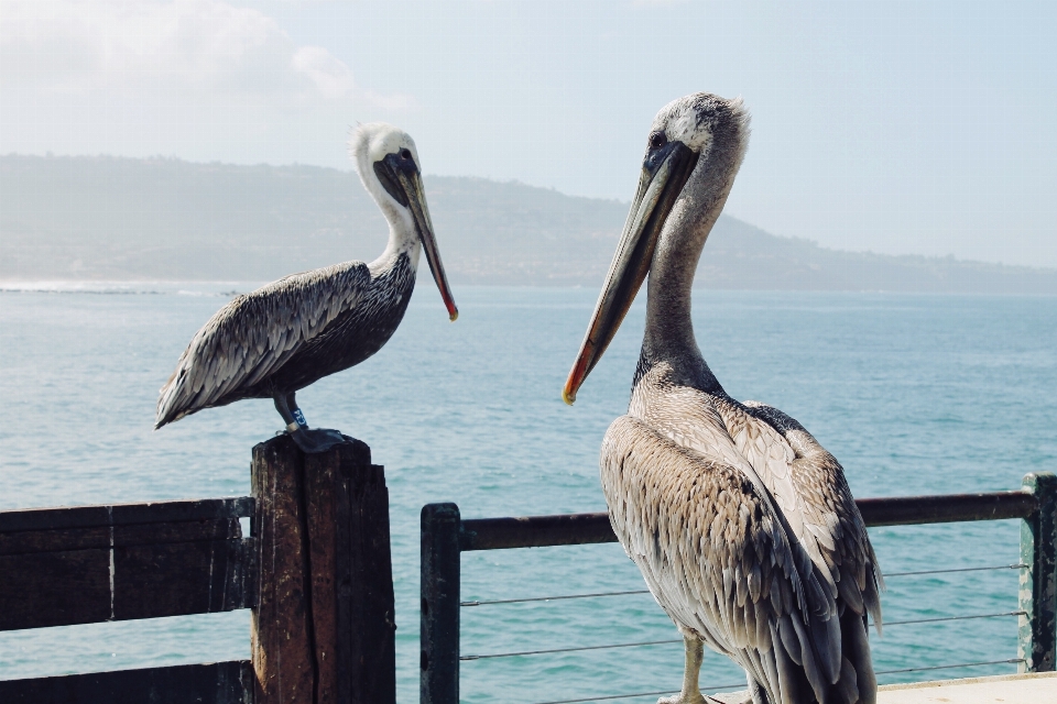 Pájaro animal pelícano ave marina
