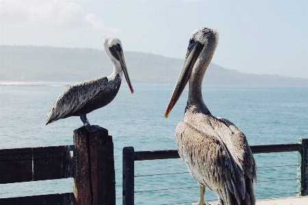 Bird animal pelican seabird Photo