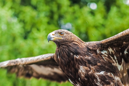 Photo Nature oiseau animal en volant