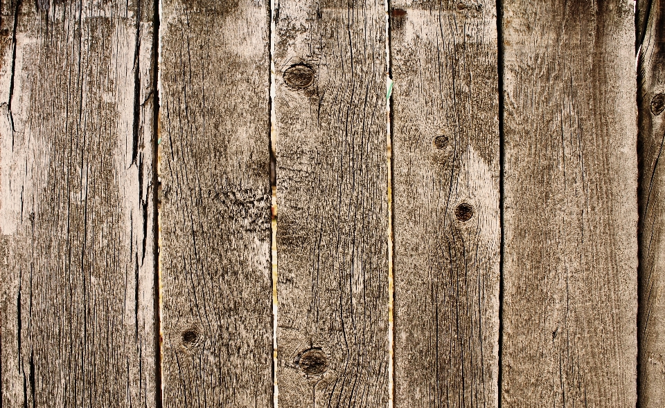 árbol naturaleza rama madera