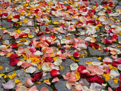 Plant leaf flower petal Photo