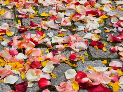 Plant leaf flower petal Photo