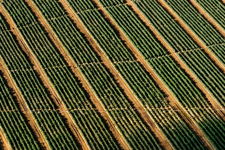 Grass plant wood field Photo