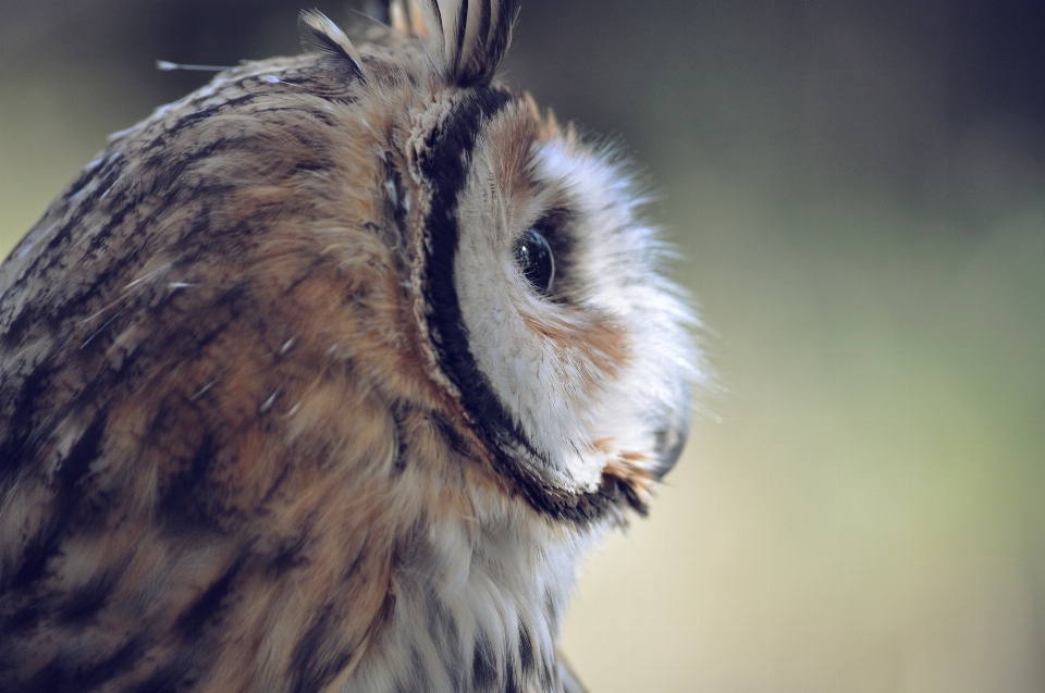 Nature oiseau aile animal