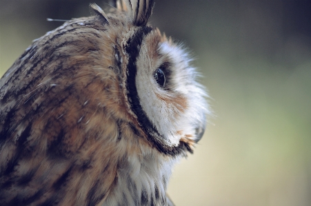 自然 鳥 羽 動物 写真