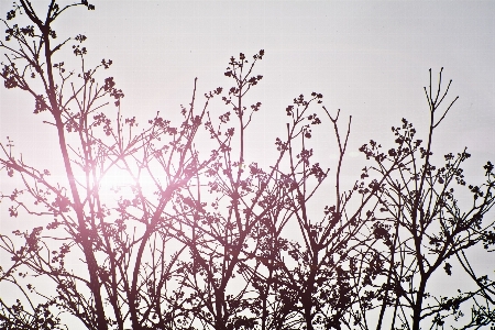 Tree nature grass branch Photo