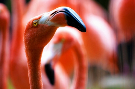 Bird red beak pink Photo