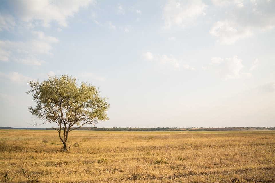 Paisagem árvore natureza grama