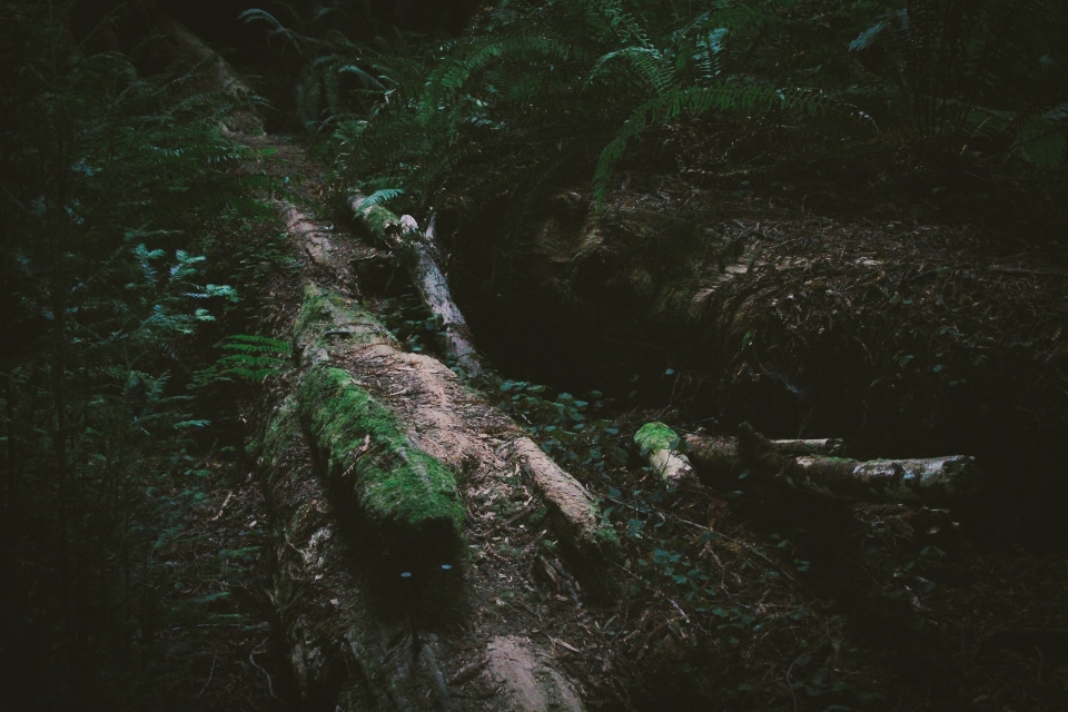 Acqua natura foresta terra