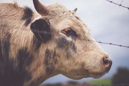 Foto Cerca alambre de espino
 granja animal