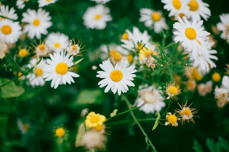 Nature grass blossom plant Photo