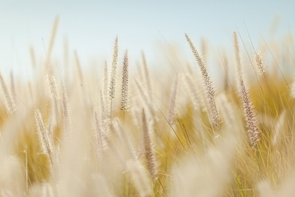 Nature grass plant field