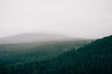 Landscape tree nature forest Photo