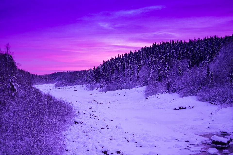 Bosque montaña nieve invierno