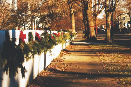 Tree path grass winter Photo