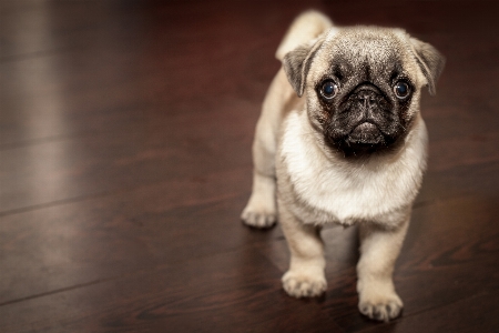 Foto Anak anjing satwa imut-imut