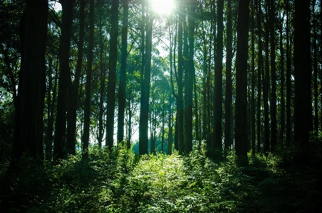 Tree nature forest wilderness Photo