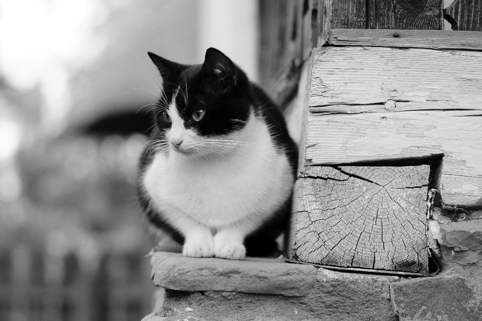 En blanco y negro
 animal mascota