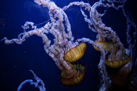 海 海洋 水中 生物学 写真