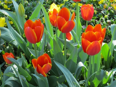 Foto Plantar flor floral tulipa